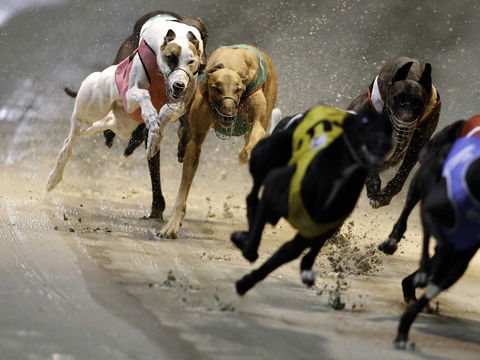 Twilight Greyhound Racing - Restaurant Gold Coast 0