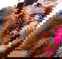 Willunga Almond Blossom Festival - Restaurant Gold Coast