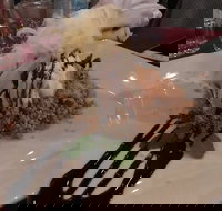 Marrakech Restaurant - Restaurant Gold Coast