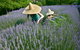 Lavandula Swiss Italian Farm - thumb 0