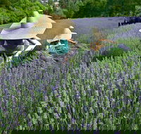 Lavandula Swiss Italian Farm - Restaurant Gold Coast