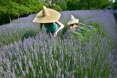 Lavandula Swiss Italian Farm - Restaurant Gold Coast 0