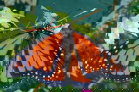 Harcourt Takeaway and Harcourt Restaurant Gold Coast Restaurant Gold Coast