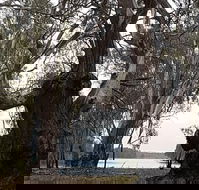 The Forest Door - Restaurant Gold Coast