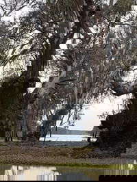 Kanyapella Takeaway and Kanyapella Restaurant Gold Coast Restaurant Gold Coast