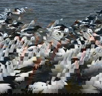 The Red PepperGourmet Pizza and Pasta - Restaurant Gold Coast