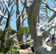 Alpine Eyre - Restaurant Gold Coast