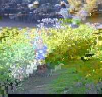 Tallagandra Hill Winery - Restaurant Gold Coast