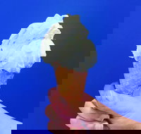 Gelato Papa - Restaurant Gold Coast