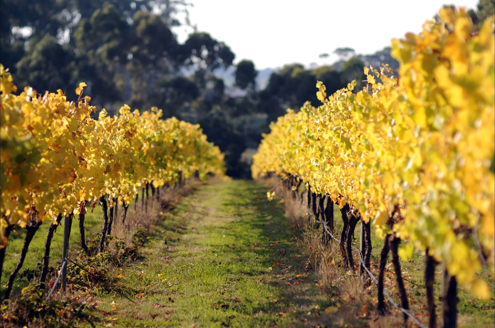 Dreeite VIC Restaurant Gold Coast