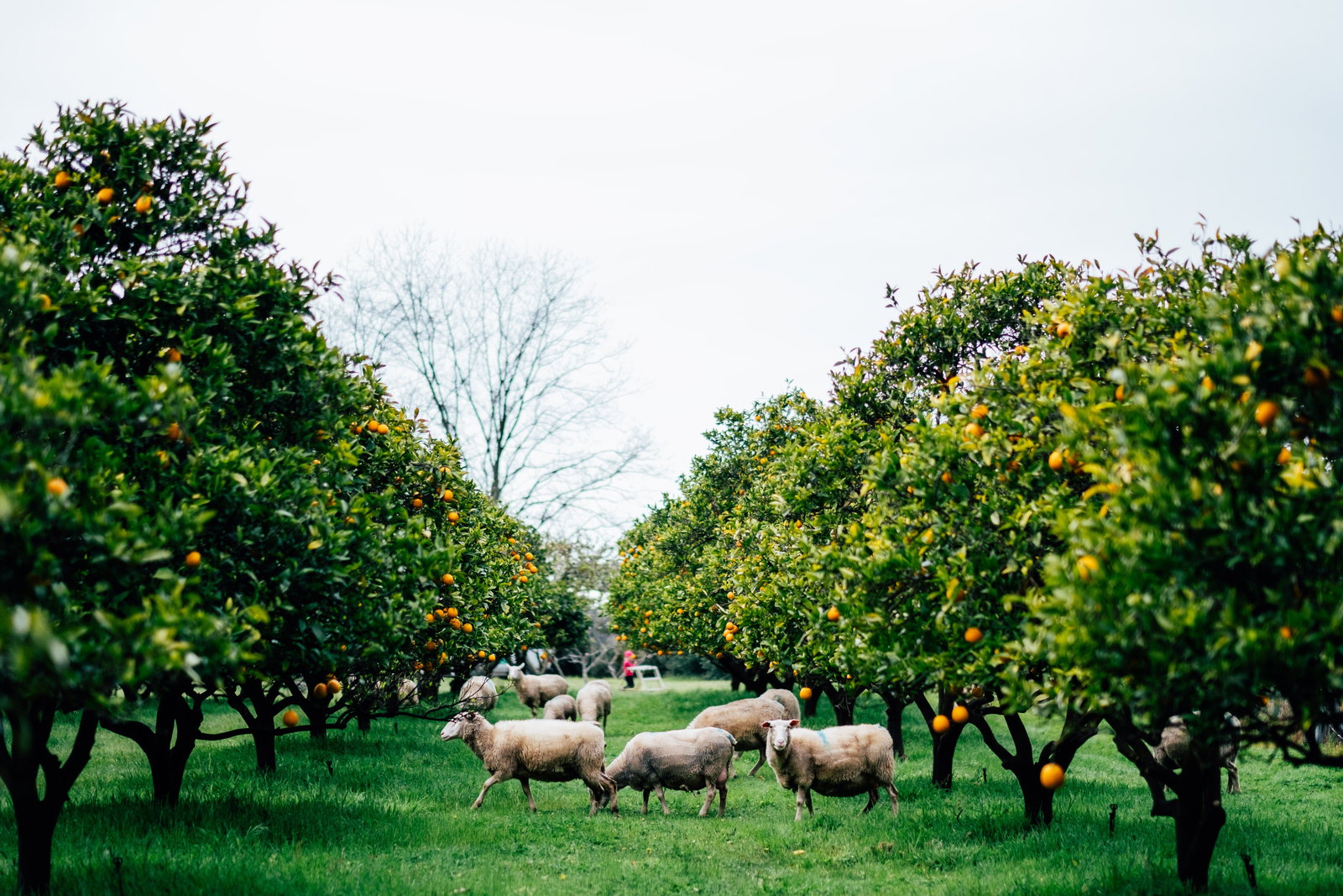 Barrabup WA Restaurant Gold Coast