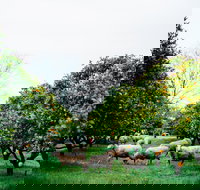 Cambray Cheese Farm Shop - Restaurant Gold Coast