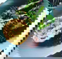 Park Bench Espresso Bar - Restaurant Gold Coast