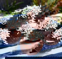 Beaumaris Takeaway and Beaumaris Restaurant Gold Coast Restaurant Gold Coast