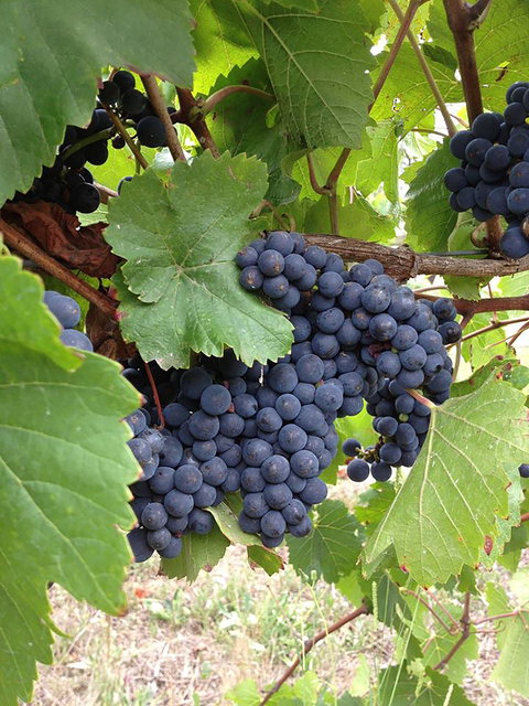 Marcus Hill Vineyard - Restaurant Gold Coast 0