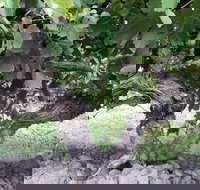 Nick Haselgrove Wines - Restaurant Gold Coast