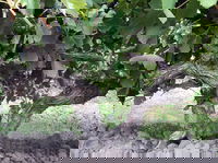 Nick Haselgrove Wines