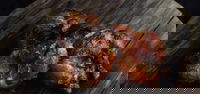 Frenchs Forest Takeaway and Frenchs Forest Restaurant Gold Coast Restaurant Gold Coast