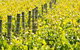 Curlewis Winery - thumb 2