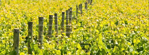 Curlewis Winery - Restaurant Gold Coast 2