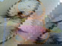 Green  Wood Espresso