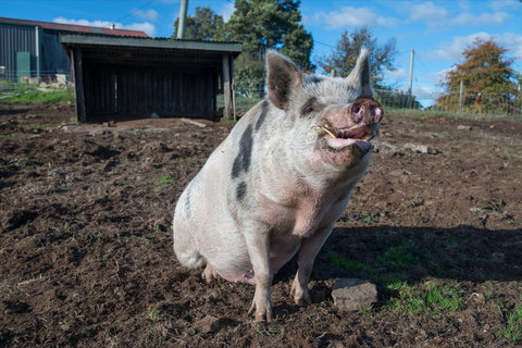 Holm Oak Vineyards - Restaurant Gold Coast 1