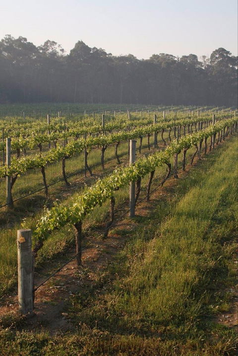 Cape Grace Wines - Restaurant Gold Coast 0