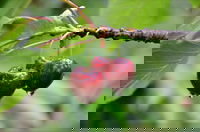 Red Hill Cherry Farm