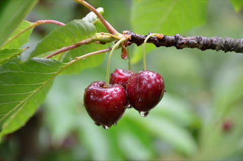 Red Hill Cherry Farm - Restaurant Gold Coast 0