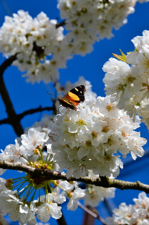 Red Hill Cherry Farm - Restaurant Gold Coast 2