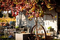 Jones Winery  Vineyard