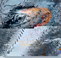 Yamba Wild - Restaurant Gold Coast