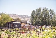 Thistle Hill Wines
