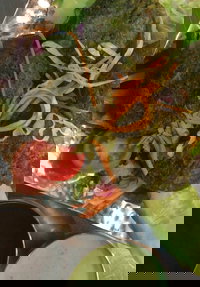 Faber Vineyard and Winery