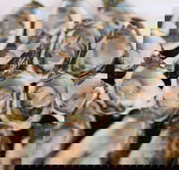 S.D. Caputo And Sons - Restaurant Gold Coast