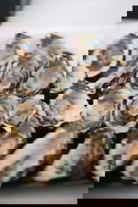 S.D. Caputo And Sons