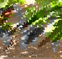 Waybourne Winery - Restaurant Gold Coast