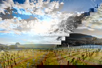 Fallen Giants Vineyard