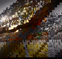 Pyramids Road Wines - Restaurant Gold Coast