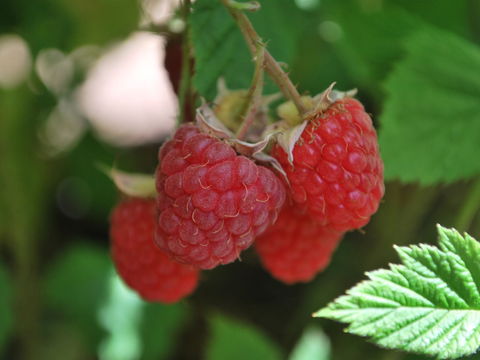 Westerway Raspberry Farm - Restaurant Gold Coast 0