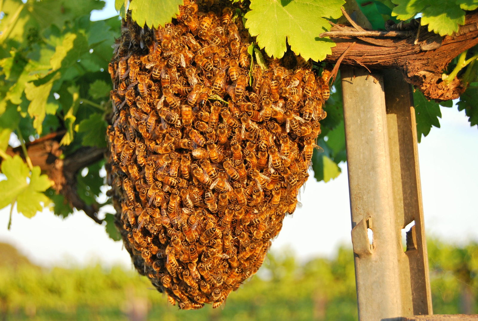 Restaurant Gold Coast