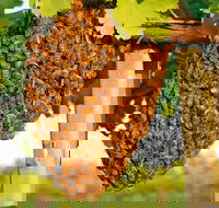 Whistling Kite Biodynamic Wines - Restaurant Gold Coast