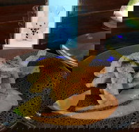 Cocina Mexican Grill and Cantina - Restaurant Gold Coast