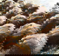 The Burrow Coffee House - Restaurant Gold Coast