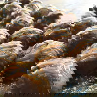 The Burrow Coffee House