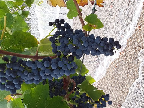 Clayfield Wines - Restaurant Gold Coast 1
