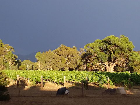 Clayfield Wines - Restaurant Gold Coast 2