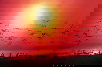 Alice Springs Takeaway and Alice Springs Restaurant Gold Coast Restaurant Gold Coast