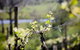 Barrgowan Vineyard - thumb 0