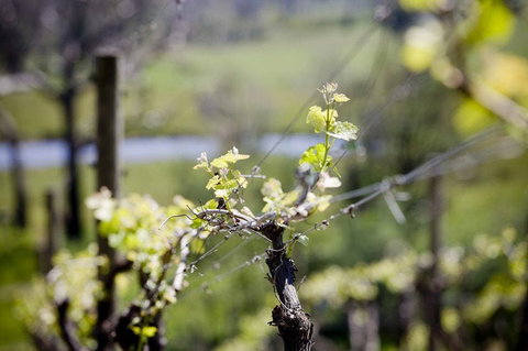Barrgowan Vineyard - Restaurant Gold Coast 0